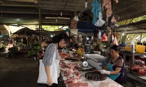Người dân chưa vội tái đàn ồ ạt dù giá lợn tăng cao