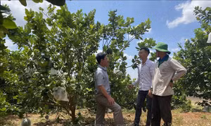 Chuyên canh cây ăn quả trên vùng trọng điểm hồ tiêu Chư Pưh, Gia Lai