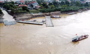 Tạm đóng cầu phao Phong Châu do nước sông Hồng lên cao