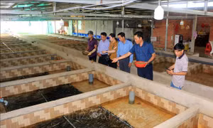 Bỏ chức Giám đốc, về quê nuôi lươn giống lãi tiền tỷ mỗi năm