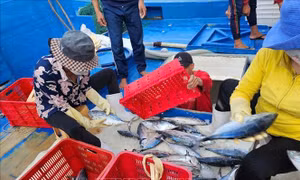 Ngư dân trúng chuyến biển cuối năm
