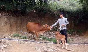 Tạo sinh kế bền vững đòn bẩy giúp đồng bào dân tộc thoát nghèo