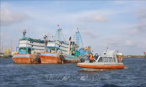 Thứ trưởng Phùng Đức Tiến: Xử lý triệt để các vi phạm về giám sát hành trình tàu cá