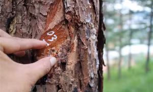 Lâm Đồng: Điều tra, xử lý nghiêm hành vi phá rừng tại tiểu khu 614