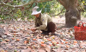 Điều mất mùa, rớt giá khiến nông dân lo lắng