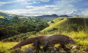 Số lượng rồng Komodo ở Indonesia tăng nhanh 