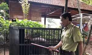 Tự nguyện chuyển giao 9 con gấu ngựa cho Nhà nước