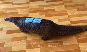 Bắt được đối tượng chở tê tê nặng 7,7kg từ Đồng Nai sang Bình Phước tiêu thụ