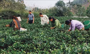 Yên Bái: Nhiều chỉ tiêu kinh tế không đạt kịch bản tăng trưởng