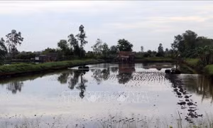 Kiên Giang cấp mã số nhận diện cơ sở nuôi tôm nước lợ 
