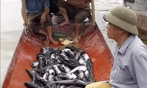 Cá lồng chết hàng loạt trên lòng hồ thủy điện Sơn La