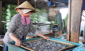 Các lò hấp cá cơm ở Quảng Ngãi 'đỏ lửa' những ngày đầu năm