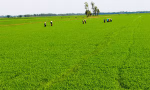 Long An thực hiện nhiều giải pháp đảm bảo sản xuất lúa vụ Hè Thu