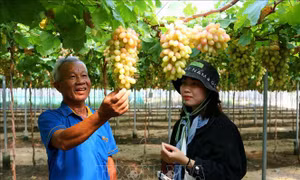 Làng nho Thái An - điểm đến không thể bỏ qua dịp nghỉ lễ 30/4 - 1/5