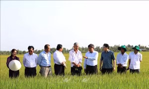 Triển khai mô hình điểm đề án 1 triệu ha lúa chất lượng cao giảm phát thải