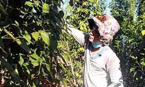 Hỗ trợ người dân thu hoạch hồ tiêu