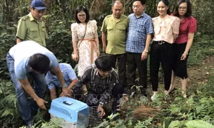 Tái thả số lượng lớn động vật hoang dã vào rừng nguyên sinh Cúc Phương