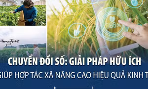 Chuyển đổi số: Giải pháp hữu ích giúp hợp tác xã nâng cao hiệu quả kinh tế