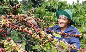 Đắk Lắk: Chủ động nguồn nhân lực thu hái cà phê