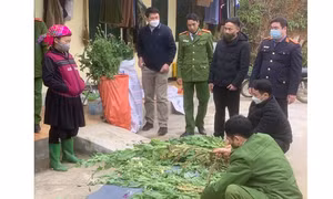 Hà Giang liên tiếp phát hiện người dân trồng cây thuốc phiện trái phép