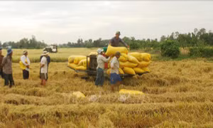 Phát triển cánh đồng lớn Đồng bằng sông Cửu Long - Bài cuối: Xây dựng vùng chuyên canh phù hợp