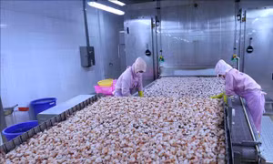 Hiệp định Thương mại tự do Việt Nam - EU - Bài 3: Doanh nghiệp kỳ vọng bứt phá