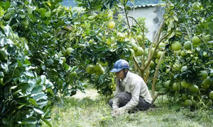 Xây dựng Mường Ảng thành vùng chuyên canh cây ăn quả