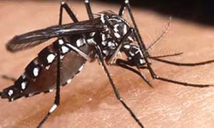 Bé 12 tuổi tại Kon Tum tử vong do sốt xuất huyết Dengue
