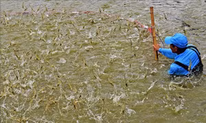 Giá tôm thẻ chân trắng nguyên liệu tăng