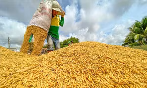 Có 10.000 hộ nông dân được hưởng lợi từ dự án chuỗi giá trị lúa gạo