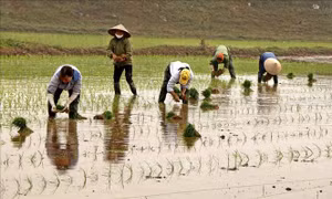 Hà Nội còn gần 570 ha chưa có nước gieo cấy vụ Đông Xuân