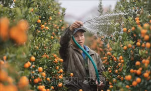 Quất, bưởi Văn Giang sẵn sàng cho Tết Ất Tỵ