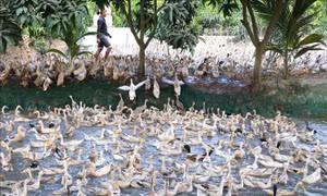 Giá trứng xuống thấp khiến người nuôi vịt gặp khó