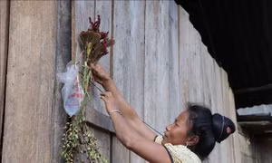 Ngược ngàn về vùng biên giới vui Tết hoa mào gà cùng đồng bào Cống