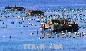 Phú Yên khắc phục tình trạng nuôi tôm hùm không theo quy hoạch