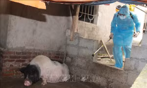 Huyện Lộc Bình, tỉnh Lạng Sơn công bố dịch tả lợn châu Phi 