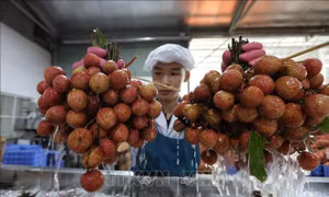Sức bật của xuất khẩu nông sản trong những tháng cuối năm