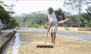 Mường Ảng lao đao vì cà phê mất mùa, rớt giá