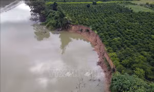 Yêu cầu triển khai ngay việc đền bù sạt lở bờ sông Krông Nô