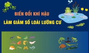 Biến đổi khí hậu làm giảm số loài lưỡng cư