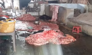 Buộc ngừng hoạt động cơ sở chế biến mỡ động vật gây ô nhiễm môi trường