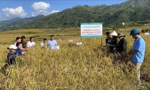 Xây dựng nhãn hiệu sản phẩm lúa Khẩu Lương Phửng