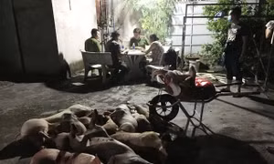 Làm rõ đường dây giết mổ, mua bán lợn bệnh tại Đồng Nai