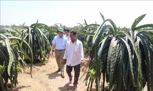 Tiền Giang: Phát triển thanh long xuất khẩu ở những địa bàn khó khăn, hạn mặn