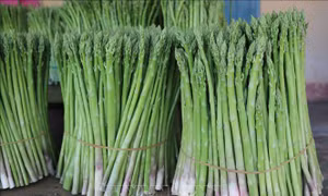 Trồng măng tây trên đất cát giúp đồng bào Chăm tăng thu nhập