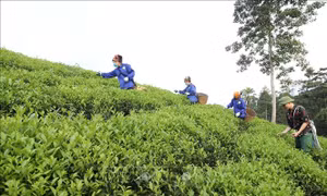 Giảm nghèo bền vững ở Phú Thọ - Bài cuối: Duy trì thành quả, tạo bứt phá mới