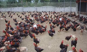 Gà giống hỗ trợ hộ nghèo chết hàng loạt: 'Ông nói gà, bà nói vịt'