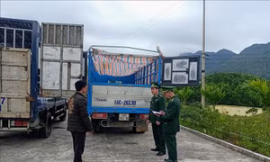 Bắt giữ hai xe tải vận chuyển lợn sang Trung Quốc tiêu thụ