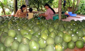 Phát triển vườn cây đặc sản vùng ngập lũ