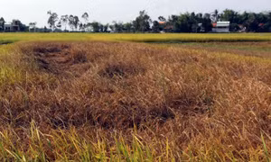 Hạn chế thiệt hại do sâu bệnh gây ra cho lúa Đông Xuân